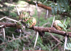 Cephalotelium macowanianum