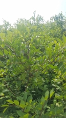 Toxicodendron vernix