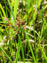 Cyperus denudatus