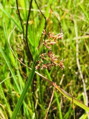 Cyperus denudatus