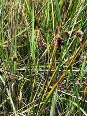 Juncus punctorius