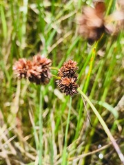 Juncus punctorius