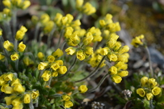 Draba corymbosa