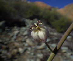 Caulanthus amplexicaulis barbarae