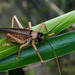 Dracogryllacris melanocrania - Photo (c) Li Jianbo, algunos derechos reservados (CC BY-NC-ND), subido por Li Jianbo