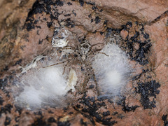 Rhysodromus pictus