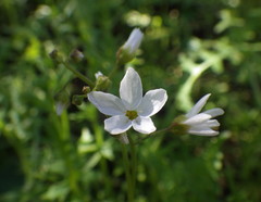 Lithophragma cymbalaria
