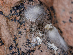Rhysodromus pictus