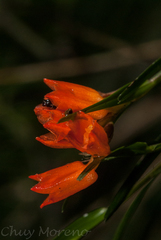 Isochilus aurantiacus