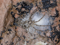 Rhysodromus pictus
