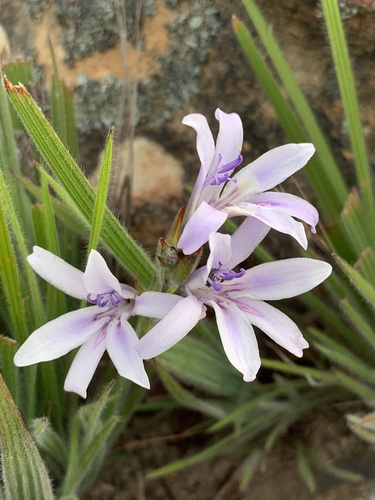 Babiana lineolata