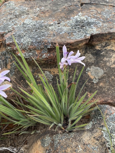 Babiana lineolata