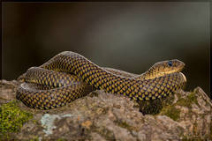 Golden Liophis photo 2