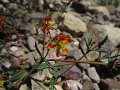 Dinemandra ericoides