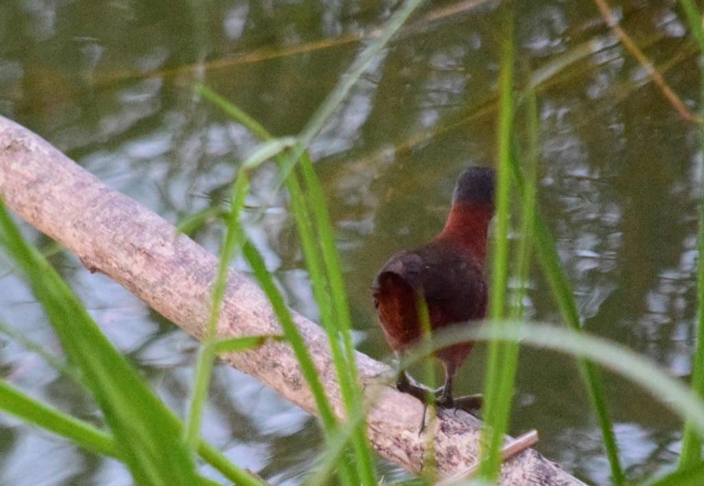 Ruddy Crake
