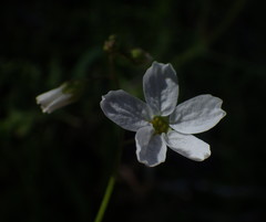 Lithophragma cymbalaria