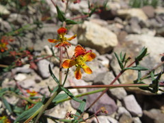 Dinemandra ericoides