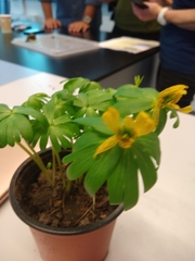 Eranthis