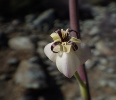 Caulanthus amplexicaulis barbarae