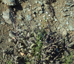 Caulanthus amplexicaulis barbarae