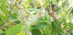Lycoseris triplinervia