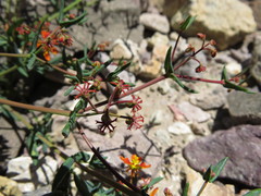 Dinemandra ericoides