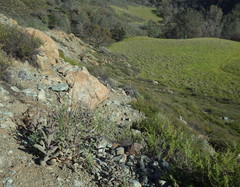 Caulanthus amplexicaulis barbarae