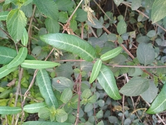 Hemidesmus indicus