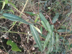 Hemidesmus indicus
