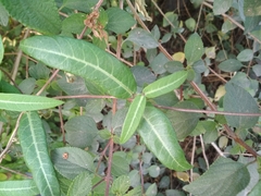 Hemidesmus indicus