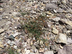 Dinemandra ericoides