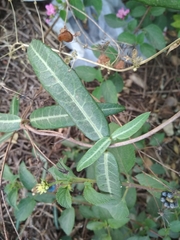 Hemidesmus indicus