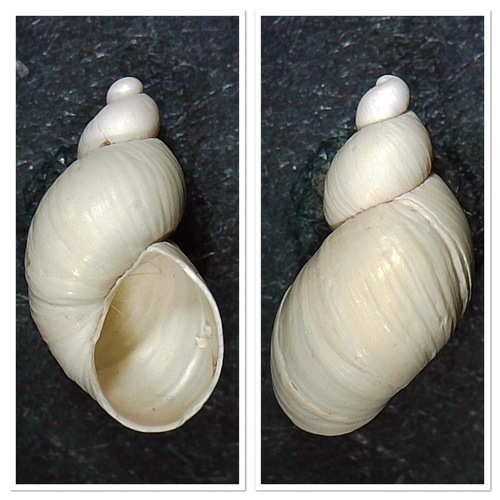 Small Amber Snail, Monster, NL-ZH, NL, photo 8 of 10