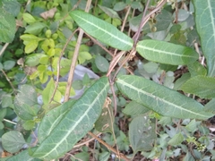Hemidesmus indicus