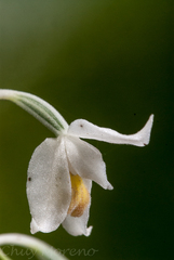 Calanthe calanthoides