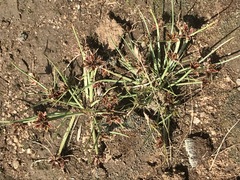 Cyperus rupestris