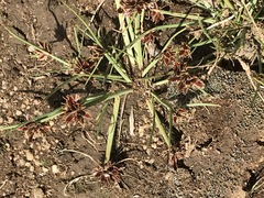Cyperus rupestris