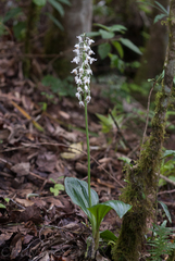 Calanthe calanthoides