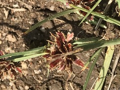Cyperus rupestris