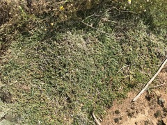 Selaginella dregei