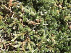 Selaginella dregei