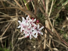 Nerine rehmannii
