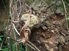 Pareas carinatus
