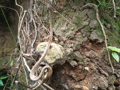 Pareas carinatus
