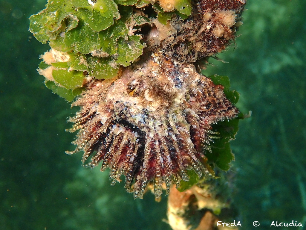 Rayed Pearl Oyster