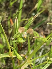 Commelina subulata