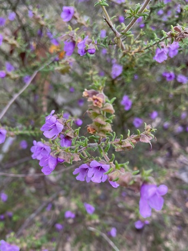 Prostanthera denticulata R.Br.