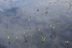 Utricularia aurea