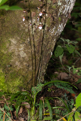 Rhynchostele bictoniensis