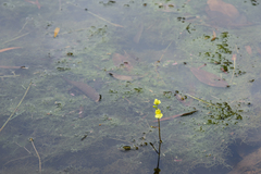 Utricularia aurea